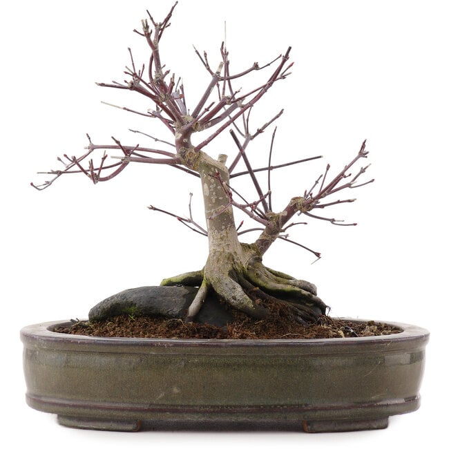 Acer palmatum Deshojo, 24 cm, ± 10 años