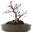 Acer palmatum Deshojo, 24 cm, ± 10 años