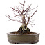 Acer palmatum Deshojo, 24 cm, ± 10 años