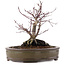 Acer palmatum Deshojo, 24 cm, ± 10 años