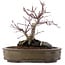 Acer palmatum Deshojo, 24 cm, ± 10 años