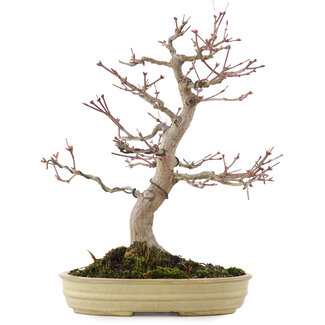 Acer palmatum, 33,5 cm, ± 20 años