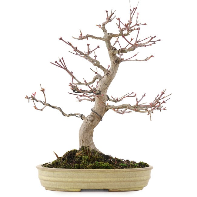 Acer palmatum, 33,5 cm, ± 20 años