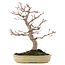 Acer palmatum, 33,5 cm, ± 20 años