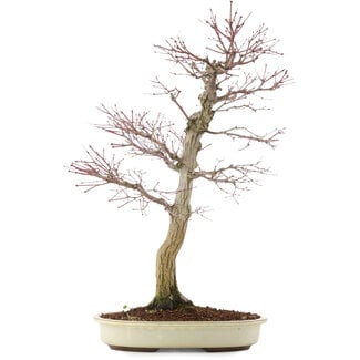 Acer palmatum, 58 cm, ± 30 años