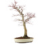 Acer palmatum, 58 cm, ± 30 años