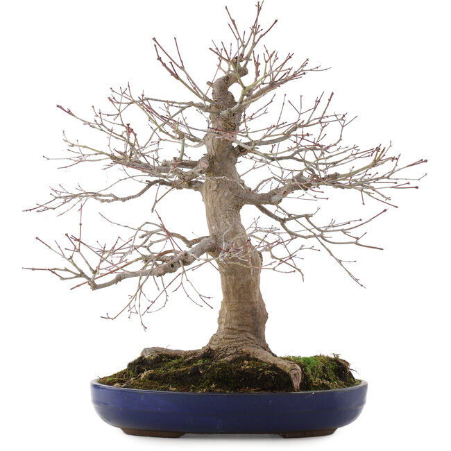 Acer palmatum, 45 cm, ± 30 years old