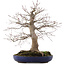 Acer palmatum, 45 cm, ± 30 years old
