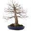 Acer palmatum, 45 cm, ± 30 years old