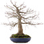 Acer palmatum, 45 cm, ± 30 years old