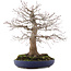 Acer palmatum, 45 cm, ± 30 years old