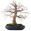Acer palmatum, 45 cm, ± 30 years old