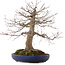 Acer palmatum, 45 cm, ± 30 years old