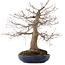 Acer palmatum, 45 cm, ± 30 years old