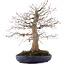 Acer palmatum, 45 cm, ± 30 years old