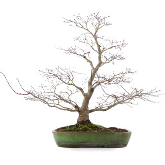 Yamafusa Acer palmatum, 52 cm, ± 20 jaar oud