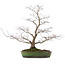 Acer palmatum, 52 cm, ± 20 años, en maceta japonesa hecha a mano por Yamafusa