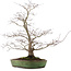 Acer palmatum, 52 cm, ± 20 años, en maceta japonesa hecha a mano por Yamafusa