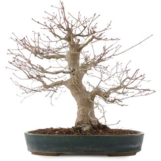 Taizan Acer palmatum, 44,5 cm, ± 25 años