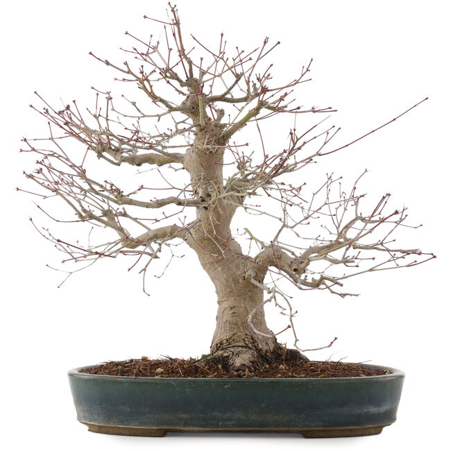 Acer palmatum, 44,5 cm, ± 25 ans, dans un pot japonais fait main par Taizan
