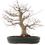 Acer palmatum, 44,5 cm, ± 25 ans, dans un pot japonais fait main par Taizan