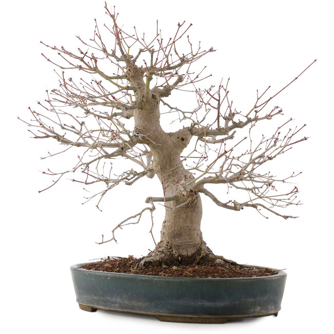 Acer palmatum, 44,5 cm, ± 25 ans, dans un pot japonais fait main par Taizan