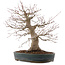 Acer palmatum, 44,5 cm, ± 25 ans, dans un pot japonais fait main par Taizan