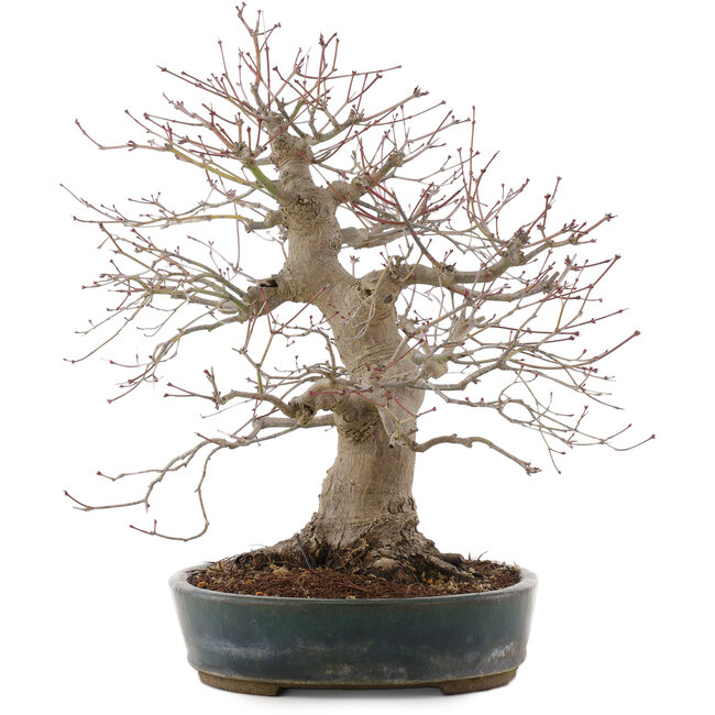 Acer palmatum, 44,5 cm, ± 25 años, en maceta japonesa hecha a mano por Taizan