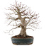 Acer palmatum, 44,5 cm, ± 25 ans, dans un pot japonais fait main par Taizan