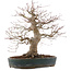 Acer palmatum, 44,5 cm, ± 25 ans, dans un pot japonais fait main par Taizan
