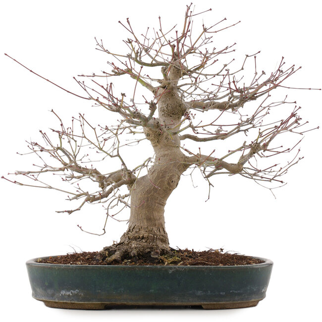 Acer palmatum, 44,5 cm, ± 25 jaar oud, in een handgemaakte Japanse pot van Taizan