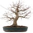 Acer palmatum, 44,5 cm, ± 25 años, en maceta japonesa hecha a mano por Taizan