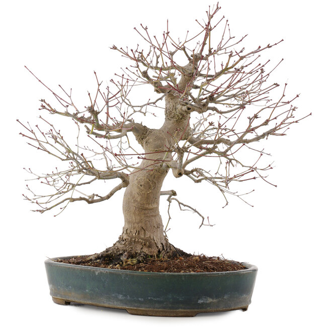 Acer palmatum, 44,5 cm, ± 25 anni, in un vaso giapponese fatto a mano da Taizan