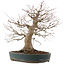 Acer palmatum, 44,5 cm, ± 25 ans, dans un pot japonais fait main par Taizan