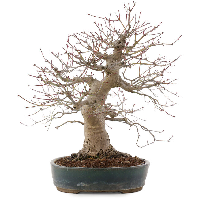 Acer palmatum, 44,5 cm, ± 25 ans, dans un pot japonais fait main par Taizan
