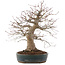Acer palmatum, 44,5 cm, ± 25 ans, dans un pot japonais fait main par Taizan