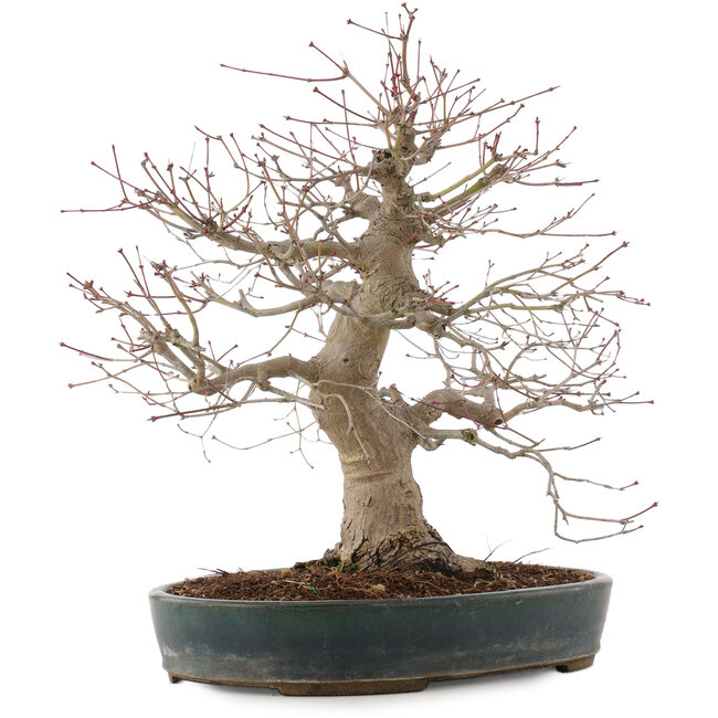 Acer palmatum, 44,5 cm, ± 25 years old, in a handmade Japanese pot by Taizan