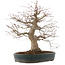 Acer palmatum, 44,5 cm, ± 25 años, en maceta japonesa hecha a mano por Taizan