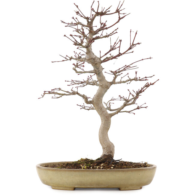 Acer palmatum, 38,5 cm, ± 20 años, en maceta japonesa hecha a mano por Yamafusa