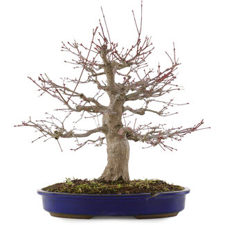 Acer palmatum, 41 cm, ± 20 años