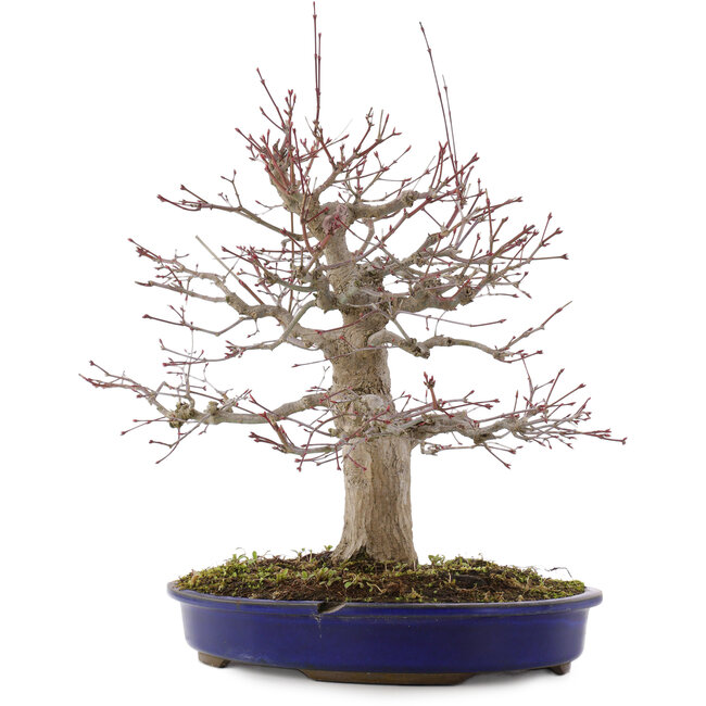 Acer palmatum, 41 cm, ± 20 Jahre alt, im Topf mit Chip
