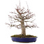 Acer palmatum, 41 cm, ± 20 years old, in a pot with a chip