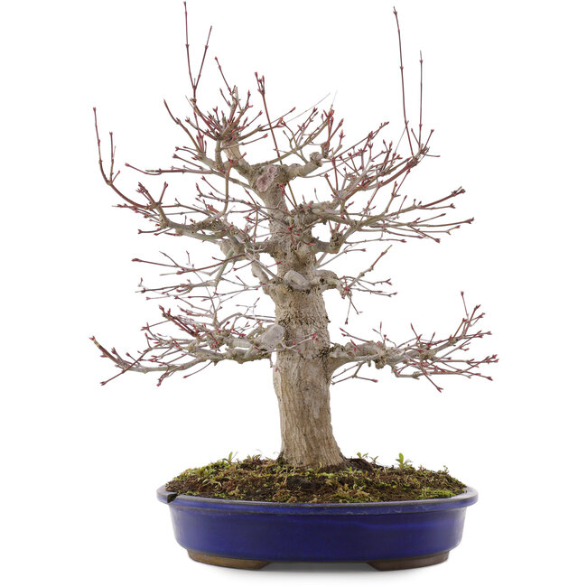 Acer palmatum, 41 cm, ± 20 years old, in a pot with a chip