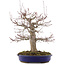 Acer palmatum, 41 cm, ± 20 years old, in a pot with a chip