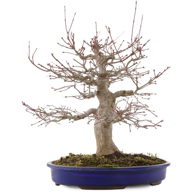 Acer palmatum, 41 cm, ± 20 años, en maceta con chip