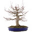 Acer palmatum, 41 cm, ± 20 years old, in a pot with a chip