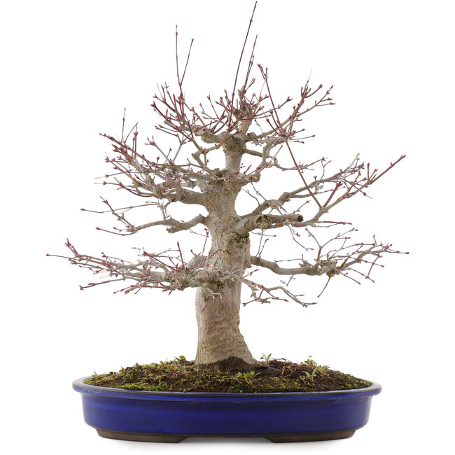 Acer palmatum, 41 cm, ± 20 años, en maceta con chip