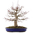 Acer palmatum, 41 cm, ± 20 years old, in a pot with a chip