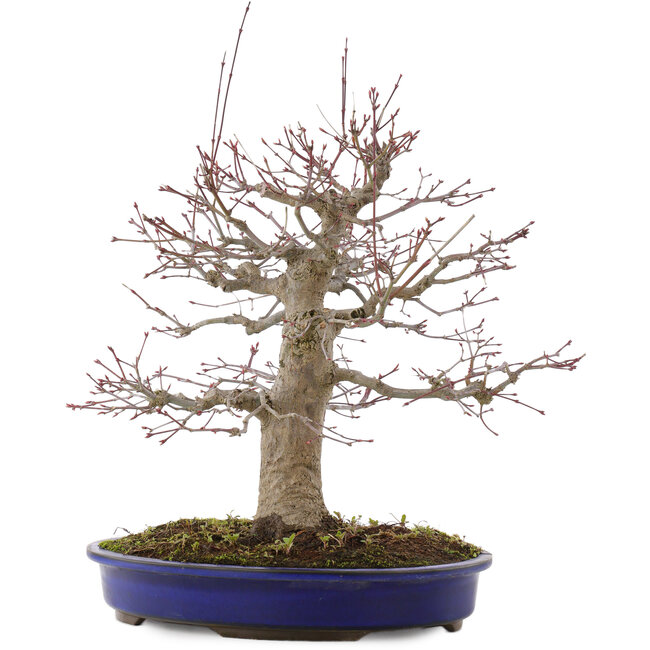 Acer palmatum, 41 cm, ± 20 años, en maceta con chip