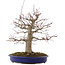 Acer palmatum, 41 cm, ± 20 years old, in a pot with a chip